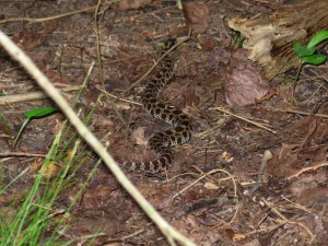 If there is a rattlesnake, I will find it.